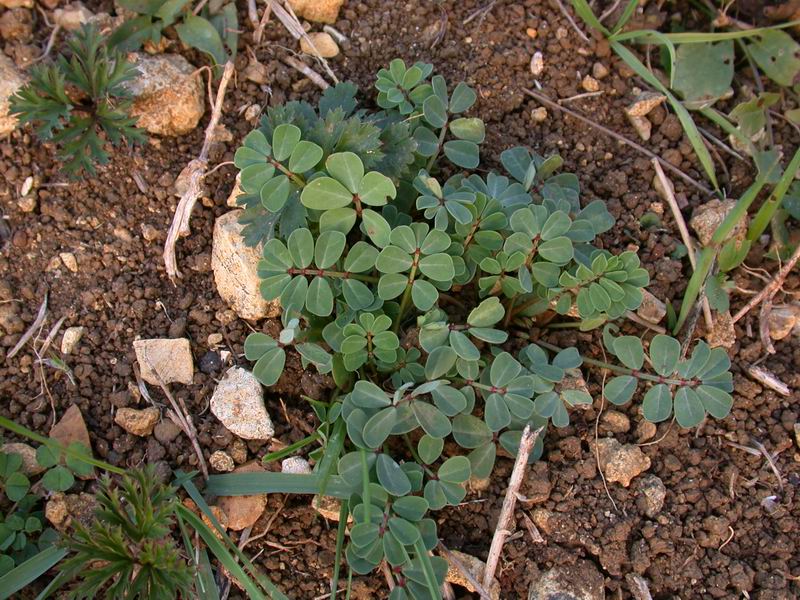 Coronilla valentina